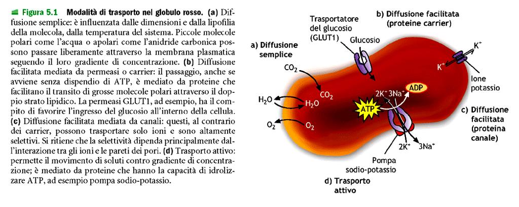 Membrane e meccanismi di trasporto