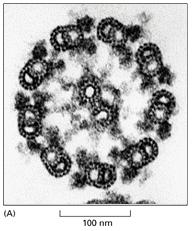 L assonema è il nucleo del ciglio o flagello e provoca il movimento.