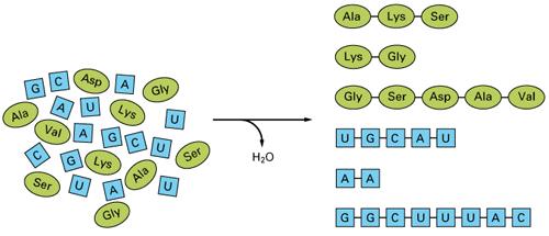 EVOLUZIONE DELLA CELLULA Il passaggio successivo nell evoluzione è stato la formazione di macromolecole.