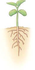 Germinazione Quando trova il terreno adatto, il seme germina: da esso nascerà la nuova piantina con radici, fusto e foglie.