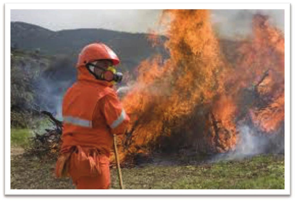 Incendio di Superficie Gli incendi di superficie sono i più frequenti: bruciano la vegetazione al