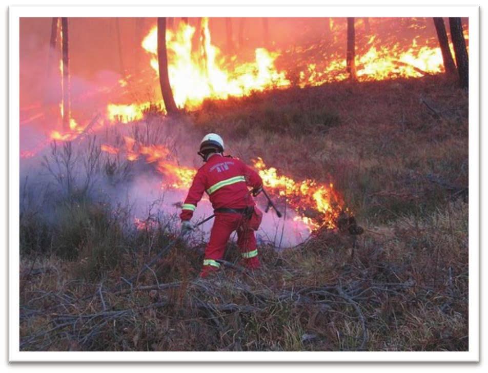 Sono gli incendi più comuni nei nostri boschi, bruciano la lettiera, l erba, le foglie e i rami morti