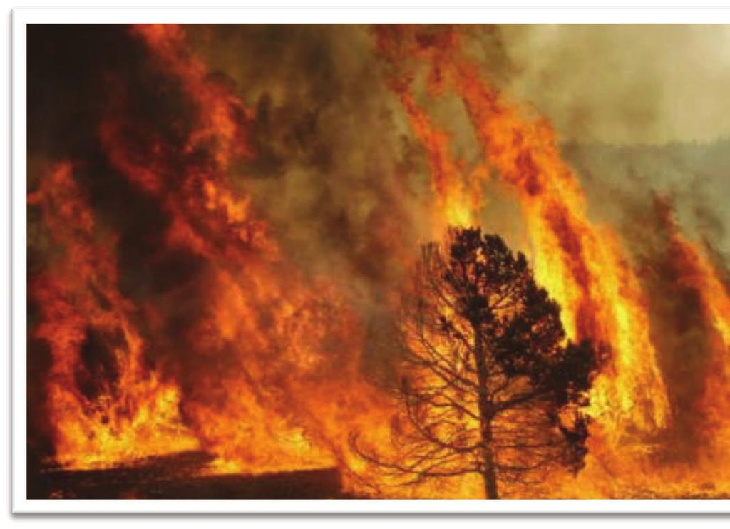 Incendio di Chioma Gli incendi di chioma (o di corona),sono preoccupanti per il forte sviluppo di calore e la possibilità del salto di faville a