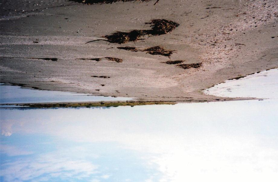 Studi costieri - 2006-10 - Lo stato dei litorali italiani La costa che borda verso mare la laguna è contraddistinta da banchi sabbiosi a rapida evoluzione.