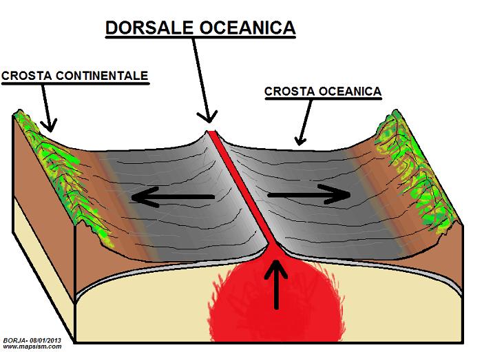 In corrispondenza delle correnti ascendenti si formano le dorsali, dalle cui