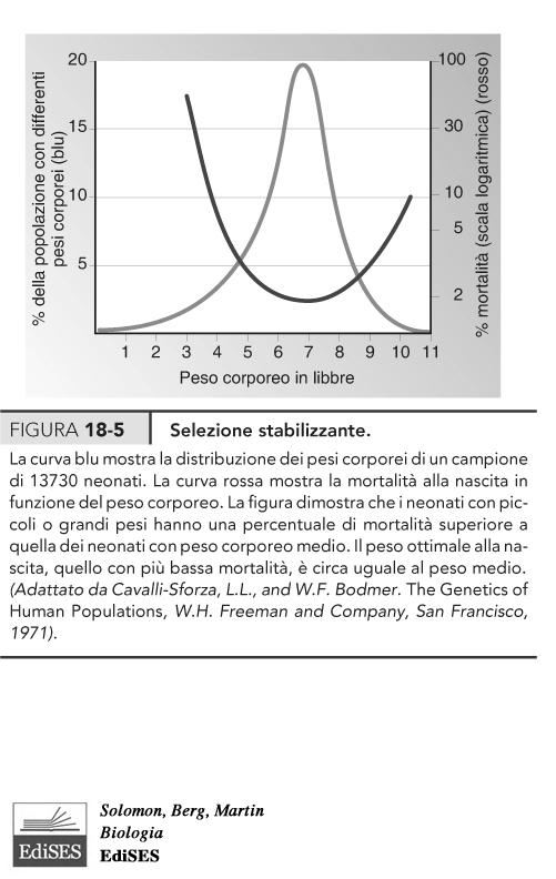 Il principio di Hardy-Weinberg Una popolazione le cui frequenze geniche e alleliche non cambiano da una generazione all altra si dice in equilibrio genetico Il