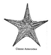 Crinoidea Classe