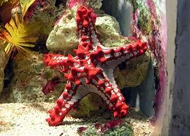 - La maggior parte delle stelle marine ha tipicamente cinque