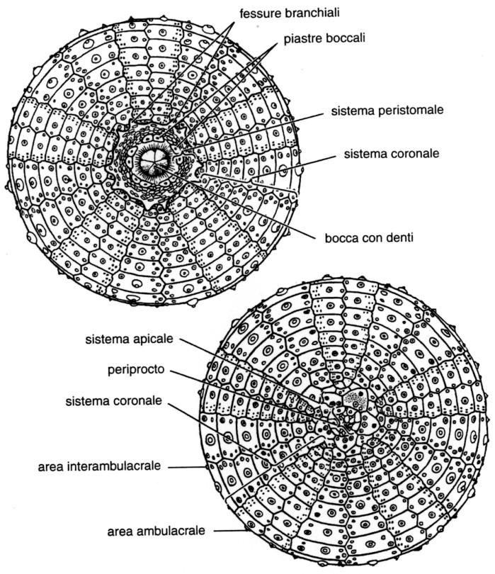 Classe Echinoidea TECA Dall estremità superiore a quella inferiore si distinguono: - Periprocto ano - Sistema apicale madreporite, piastre oculari radiali, piastre genitali interradiali - Sistema