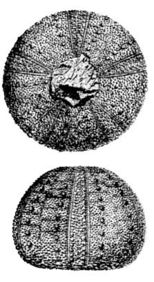 Classe Echinoidea 2