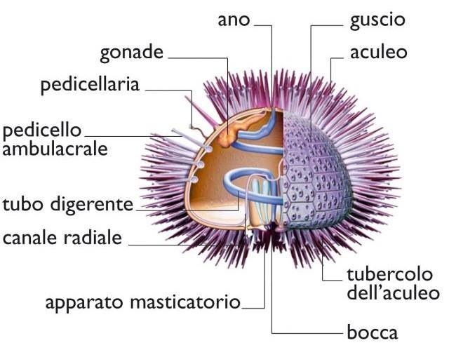 morfologia SISTEMA NERVOSO PRIMITIVO Consiste di un anello nervoso circondante la bocca, da cui si dipartono cinque cordoni nervosi radiali e un plesso nervoso subepidermico.