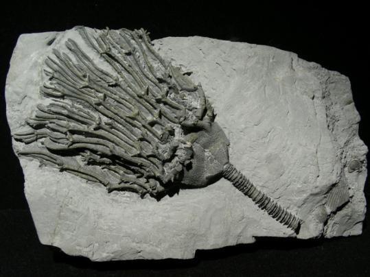 La maggior parte di crinoidi fossili è sessile e dotata di peduncolo (pelma) pelma con