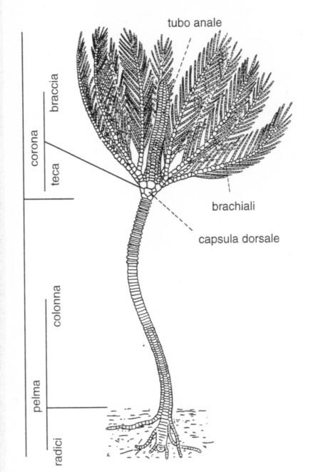 Classe Crinoidea Simmetria pentaraggiata con corpo formato da: 1) Pelma: peduncolo o colonna + radice comprende le radici per l ancoraggio ed è costituito da una serie di segmenti (columnalia) a