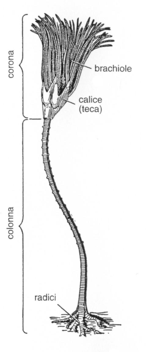 Classe Blastoidea Echinodermi con morfologia generale simile a quella dei