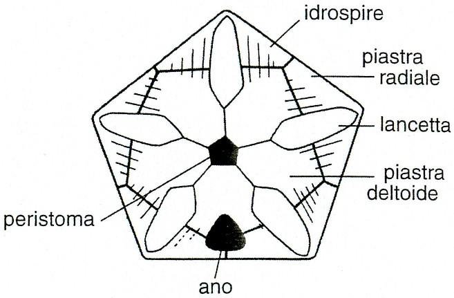 Classe Blastoidea IDROSPIRE Caratteristiche dei blastoidi.