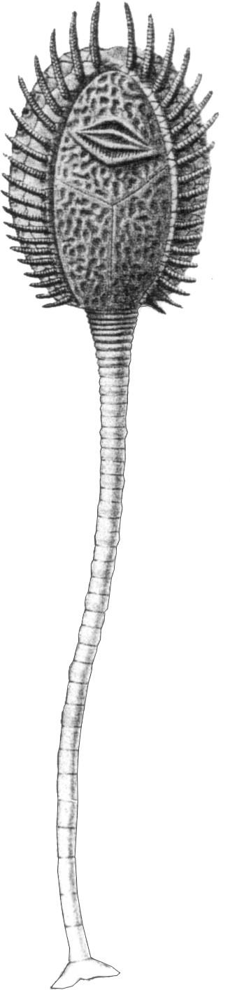 Classe Rhombifera brachiole Ordoviciano - Devoniano Teca globulare o appiattita, generalmente con moderata simmetria