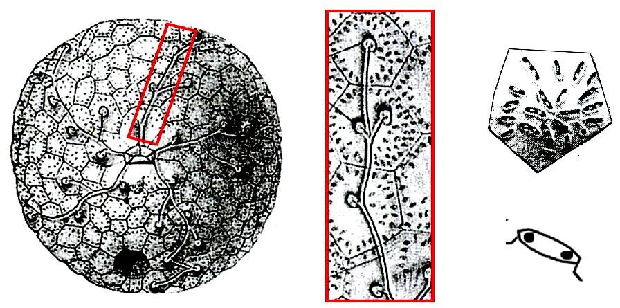 Classe Diploporita Teca globosa o allungata formata da placche di forma pentagonale o irregolare.