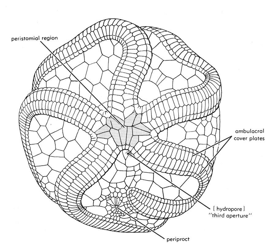 Classe Edrioasteroidea Cambriano - Carbonifero Teca discoidale composta da molte piccole placche,