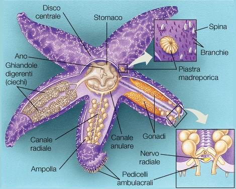 morfologia LOCOMOZIONE Ogni animale possiede centinai di pedicelli ambulacrali, che escono da minuscoli fori del dermascheletro.