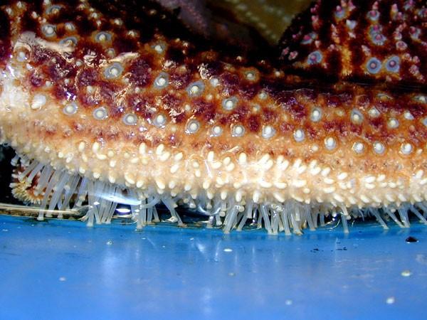 morfologia LOCOMOZIONE - I crinoidi sono sessili - Le stelle di mare si servono delle ventose anche per aprire le conchiglie dei molluschi.