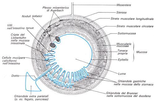EPITELI DI RIVESTIMENTO Sierosa (peritoneo viscerale) Epiteli Caratteristiche principali: Polarità funzionale (Golgi e centrioli apicali, Mitocondri