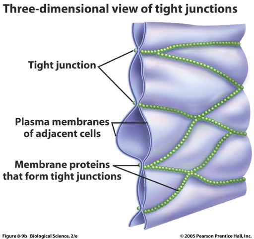 Impermeabili Limitano la migrazione delle proteine di membrana