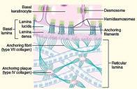 Specializzazioni della superficie basale Membrana basale Interposta tra epitelio e connettivo Regola scambi di nutrienti, gas, ecc.