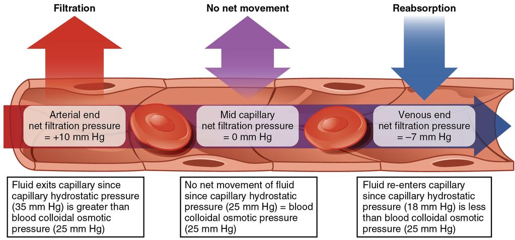 Modificazioni idrostatiche L aumento della pressione arteriosa capillare, della pressione