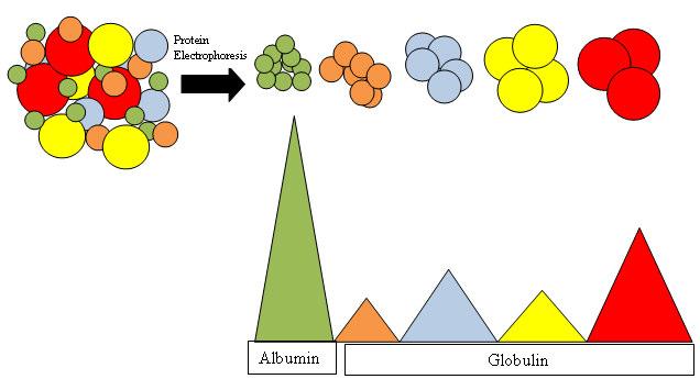 Elettroforesi delle proteine plasmatiche Si definisce la migrazione di particelle dotate di carica elettrica attraverso un mezzo fluido e sotto l influenza di un campo elettrico.