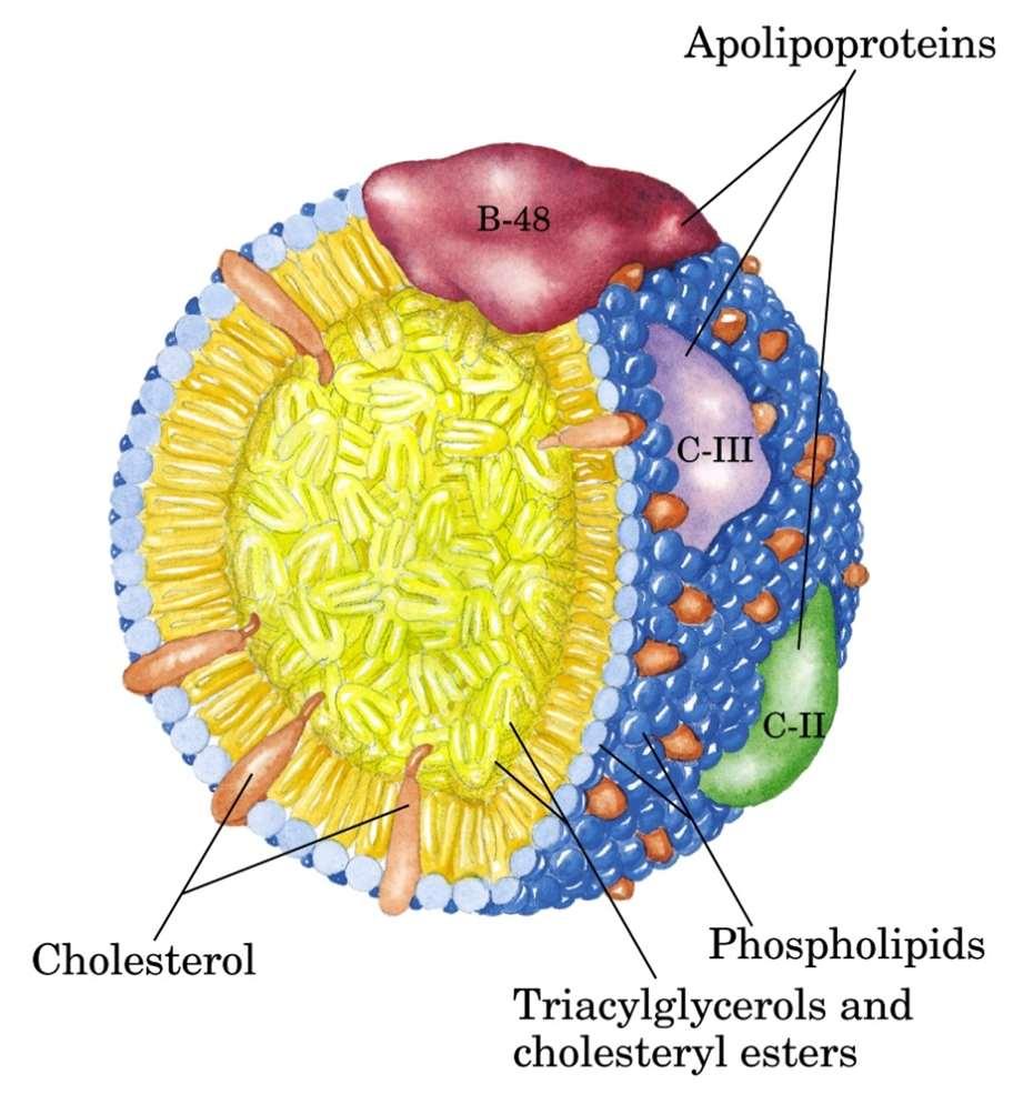 CHILOMICRONI Sono assemblati nelle cellule della mucosa intestinale (tenue) Contengono i lipidi introdotti con la dieta (soprattutto trigliceridi) insieme ad altri lipidi sintetizzati dalle stesse