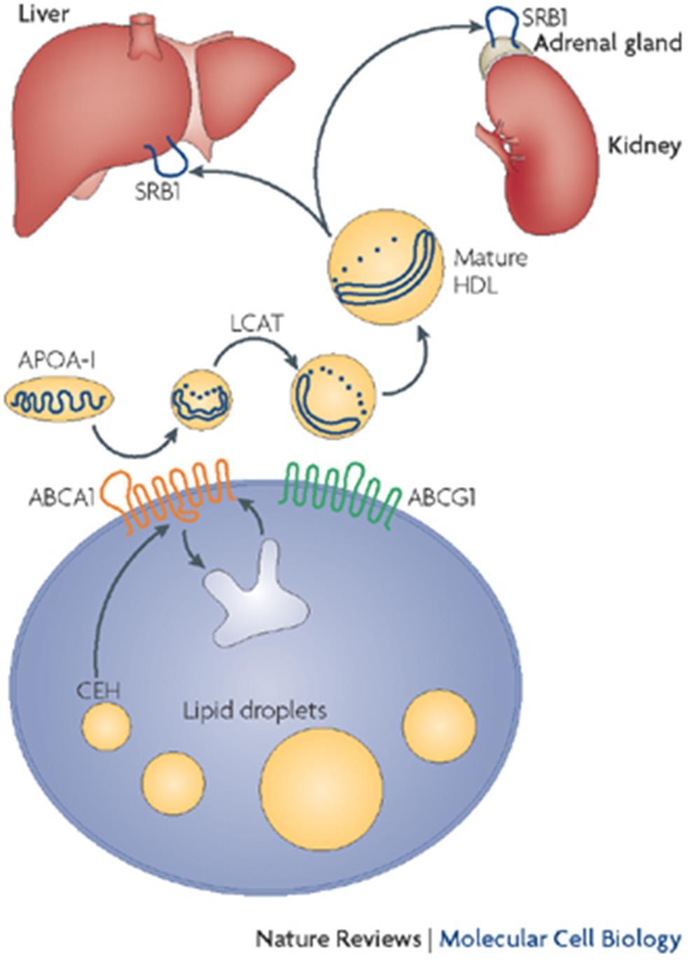 HDL (High Density Lipoproteins) Sono sintetizzate nel fegato e nell intestino.
