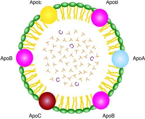 acquisizione di apolipoproteine (B48, A, E, C) APPARATO DI GOLGI secrezione di chilomicroni