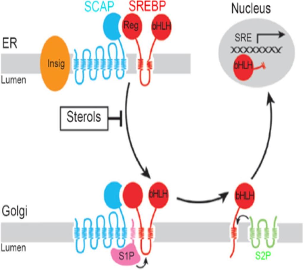 SCAP - SREBP- Cleavage Activating Protein SENSORE DEL COLESTEROLO contiene sterol-sensing domain (omologo a dominio della HMGCoA-R) Alti livelli colesterolo - Interazione Insig - SCAP e