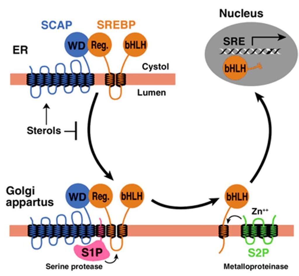 SREBP è trattenuto nel reticolo endoplasmico dalla proteina SCAP (SREBP cleavage-activating protein) Bassi livelli di colesterolo permettono la migrazione di SREBP e SCAP, che si sgancia da Insig,
