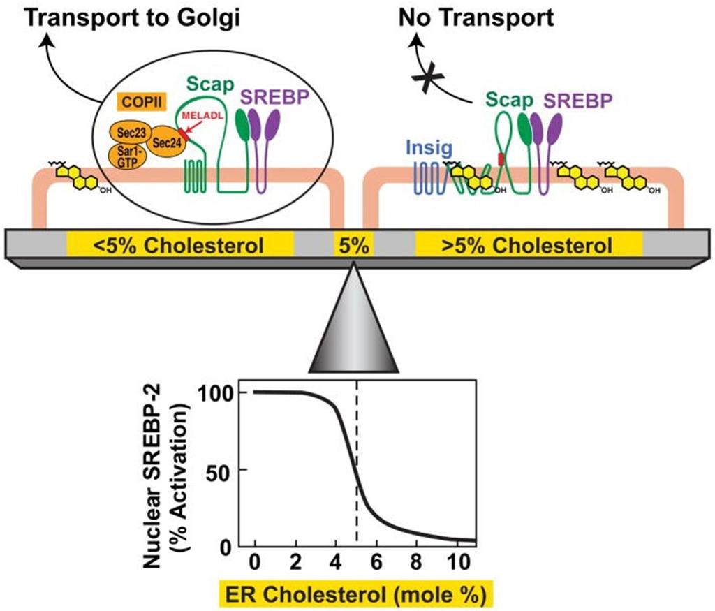 SCAP proteina tetramerica che risponde in maniera cooperativa ai livelli di