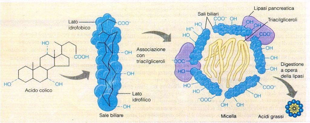 acido taurocolico Idrossilato in C3, C7, C12 BILE BILE 82% H 2 O Il restante in proporzione 5% colesterolo 5% colesterolo 15%