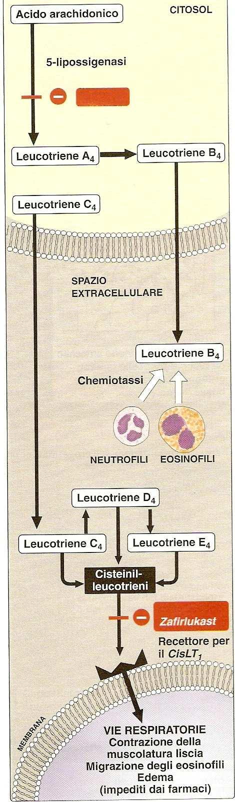 Zileuton Siti d azione dei farmaci