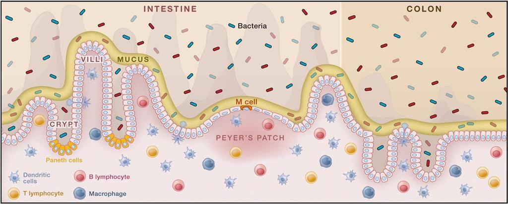 Microbiota is an healthy asset (and may become