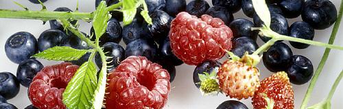 se vuoi raccogliere i frutti del sottobosco rispetta questi limiti: fragole: 500 g. lamponi: 1 Kg.