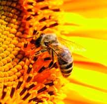 10 Il polline d api è un valido alleato contro stanchezza, irritabilità e fiacchezza occasionale.