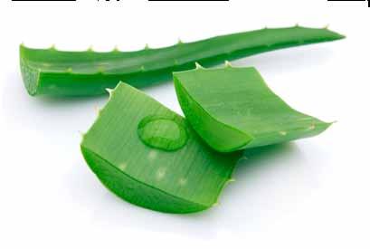 62 Aloe Lotion 118 ml CHF 23.60 Lozione concentrata arricchita, ideale per pelle secca, irritata. Buona protezione dagli agenti atmosferici. Da applicare sulla pelle ancora umida.