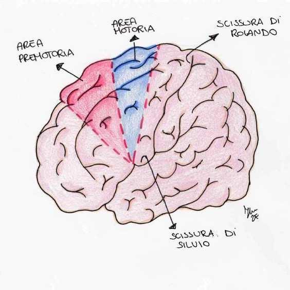al cervello sinistro (e viceversa). Se l oggetto è proiettato a destra raggiunge l emisfero sinistro e il paziente sa nominarlo (vi sono i centri del linguaggio).