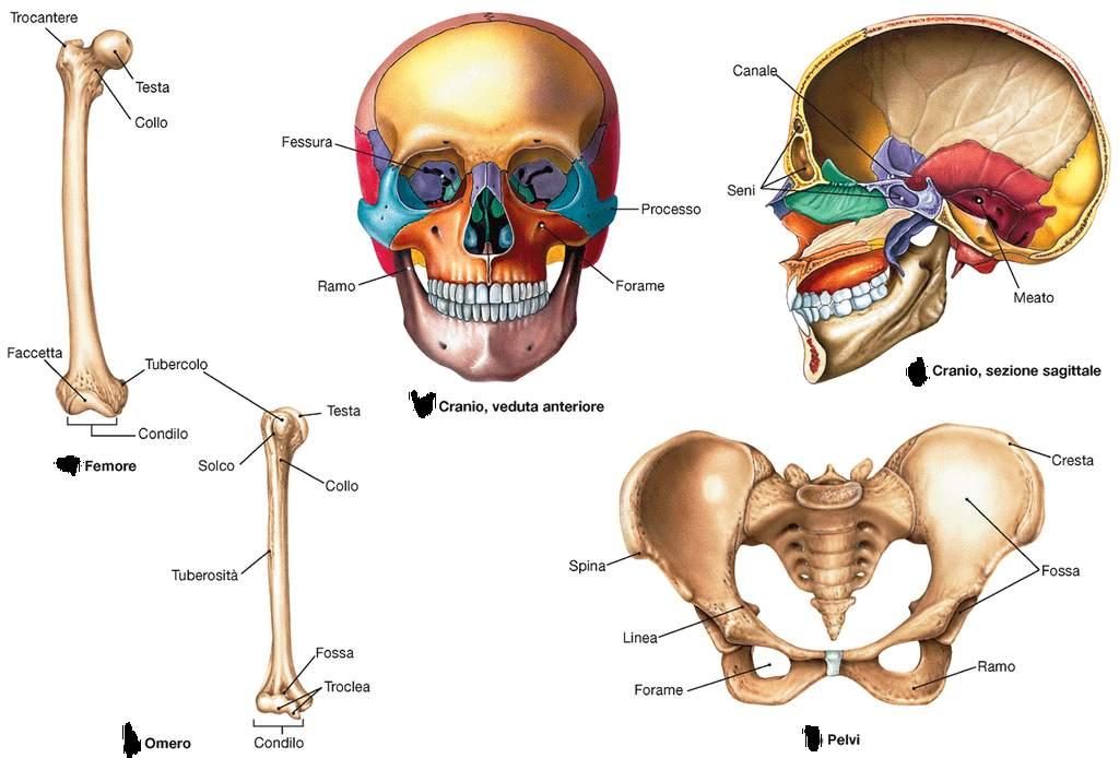 Tratto da: Anatomia Umana, Martini,