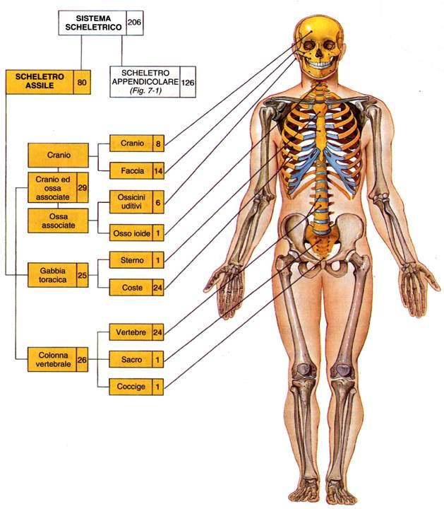 Tratto da: Anatomia Umana, Martini,