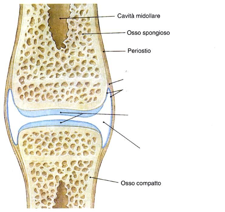 Capsula articolare Capsula articolare fibrosa