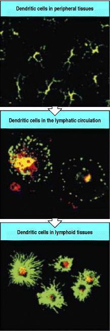 Peripheral Tissues Lymphatic circulation DCs travel to lymph nodes via afferent