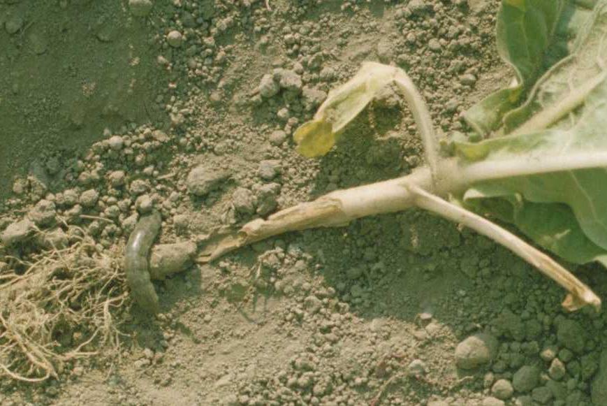 epigeo erodendo le foglie dall esterno ed i frutti, in cui possono