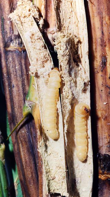 Cossidae Lepidotteri di