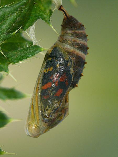 Nimphalidae Lepidotteri diurni di medie dimensioni.