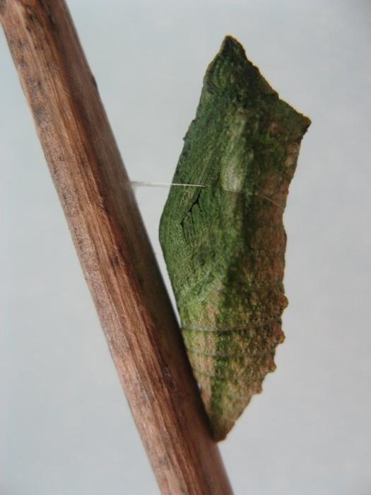 Pieridae Lepidotteri diurni di medie